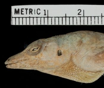 Media type: image;   Herpetology R-6163 Aspect: head lateral